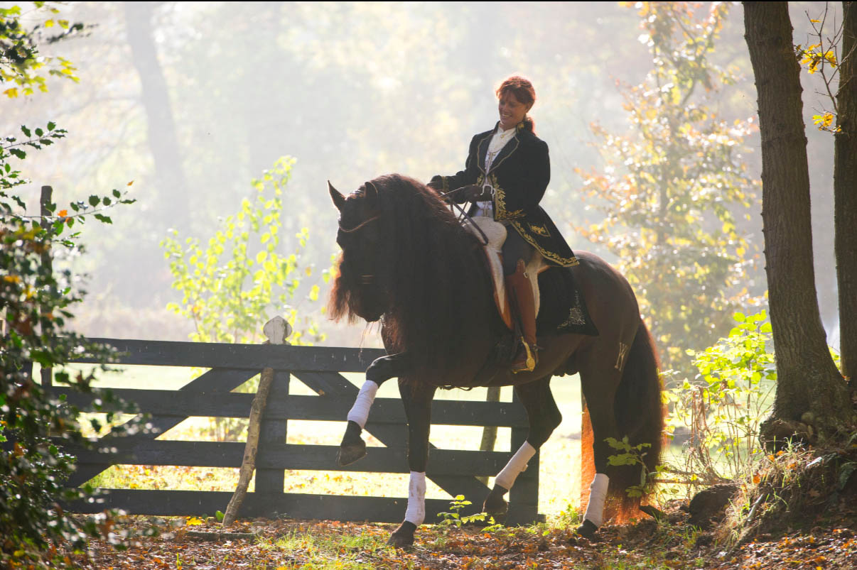 PRE Andalusians Stallions At Stud